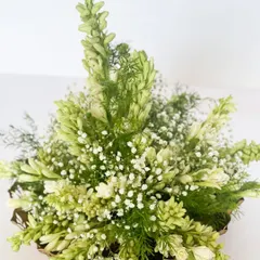 This hamper also includes a beautiful arrangement of fresh Tuberose (Rajnigandha), adding a fragrant and natural element to the sustainable gift.