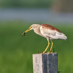 After some fishing, this Indian Pond Heron turned its attention to "frogging," showcasing its varied diet.