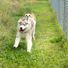 The zoomies are real! This husky and his friend are having a blast racing along the fence line in our secure off-leash area.