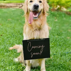 What's coming soon? A best friend for life! This happy golden retriever was the star of the show for this "coming soon" announcement. His cheerful expression perfectly captures the excitement of a growing family.