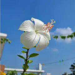 A perfect white hibiscus flower against a clear blue sky. I can teach you the right fertilizer and care routine to get these big, beautiful blooms.