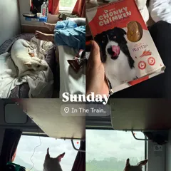 A Sunday spent on the train with a furry friend. This collage captures the essence of traveling with a dog in India, complete with window gazing and a packed lunch of our Chonky Chimken.