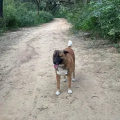 Brownie, my desi boy, enjoying a walk in nature. He came from the streets and taught me everything about earning a dog's trust. Our bond is the foundation of my entire training philosophy.