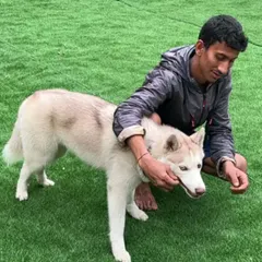 Every pet gets one-on-one attention and care. I make sure to connect with each guest, like this beautiful Husky, to help them feel secure and loved during their stay.