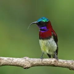 A Crimson-backed Sunbird extends its long, curved tongue. This specialized adaptation allows it to feed on nectar deep within flowers, much like a hummingbird.