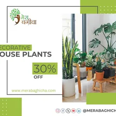 A collection of decorative house plants, including a Monstera and a Snake Plant, can instantly liven up a room. I offer a variety of plants that are perfect for creating a stylish, green interior.