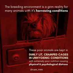 This image depicts the grim reality for many dogs in breeding mills. They are kept in cramped, unhygienic cages, leading to severe physical and psychological distress.