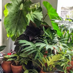 A collection of various indoor plants with different leaf shapes, colors, and textures creates a vibrant corner. Grouping plants like this can create a high-impact look in any room.
