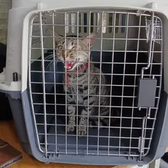 Moiza the cat is not a fan of her travel crate, but it's the safest way for her to get to the UK! I work with even the most anxious pets to make their journey as calm as possible.