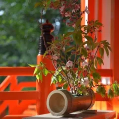 A simple yet elegant bamboo planter holding a delicate flowering branch. This image captures the beauty of bringing nature indoors, using our sustainable products to create moments of tranquility and style.