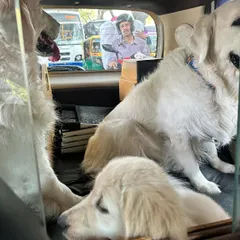 Introducing a new puppy, Pepper, to car travel. These images show the process of getting her comfortable sharing space with my older dogs in different vehicles, including an auto.