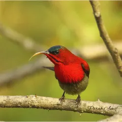 The Crimson Sunbird, with its long, curved bill, is perfectly adapted for sipping nectar from flowers. The male's fiery red plumage is unmistakable. They are fast-moving, and photographing them requires patience.