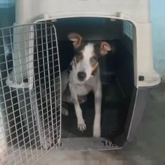 Any dog, including our wonderful indies, can benefit from crate training. It provides them with a secure space they can call their own.