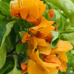 A vibrant orange Bougainvillea in full bloom at the nursery. This hardy plant is perfect for adding a tropical punch of color.