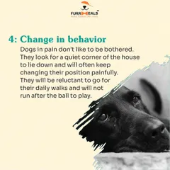 This detailed guide helps you identify the signs of arthritis in your dog. Learn to spot reluctance to move, limping, irritability when touched, and changes in behavior, so you can seek help sooner.