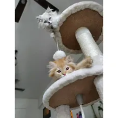 A view from below of two kittens peering down from their perches on the cat tree. Cat trees provide great opportunities for climbing and playing.