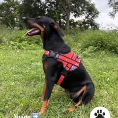 This happy dog is wearing my vibrant red donut print harness. It's designed to be both fun and functional, providing a secure fit for daily walks and outdoor adventures.