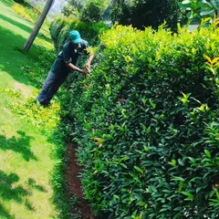 A member of our team carefully trimming a large hedge. Precise and regular pruning is essential for keeping hedges dense, healthy, and shaped correctly along garden paths and borders.