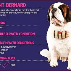 The Saint Bernard is a gentle giant that requires specific care. Our guide notes their need for a cooler climate, high grooming level, and regular exercise to stay healthy and happy.