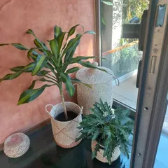 This corner demonstrates my love for natural textures and a relaxed, Boho aesthetic. I paired a Dracaena and a Philodendron with hand-woven wicker baskets to complement the warm, earthy tones of the wall. This approach adds a layer of softness and calm to any living space.