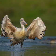 A Spot-billed Pelican makes a dramatic landing, its wings spread wide to brake as it splashes down into the water.