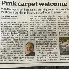 A snapshot of my feature in the Mid-Day newspaper, which covered the annual arrival of flamingos in Navi Mumbai. Media coverage like this is crucial for bringing the story of these wetlands to a wider audience and building public support for their protection.