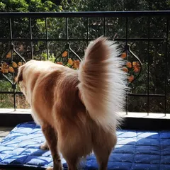 A beautiful shot of a Golden Retriever's magnificent tail as he stands on the balcony, enjoying the breeze.