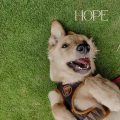 This is Hope, and he's pure joy. Here he is rolling around in the grass, completely carefree. I love spending time with happy-go-lucky puppies like him.