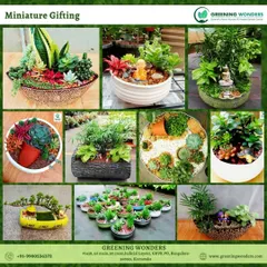 A collage of our most popular miniature gifting arrangements, featuring a variety of succulents, small foliage plants, and creative hardscaping in designer bowls.