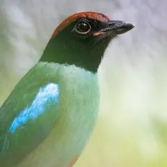 A Hooded Pitta that made its home next to a badminton court in Singapore. This close-up portrait captures the beautiful contrast between its green body, black hood, and reddish-brown crown.