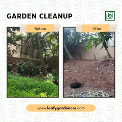 This is what I mean by a total garden restoration. The space at this Koramangala home was completely lost to overgrowth. My team and I cleared everything down to the soil, creating a clean slate for the client.