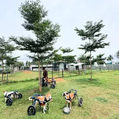A group of special needs dogs from ROAR Rehab enjoying a day out. Our 2-acre facility is accessible and safe for them to explore.