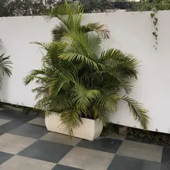 A single Areca Palm in a rectangular planter. These palms are great air purifiers and bring a soft, tropical look to any corner, indoors or out.