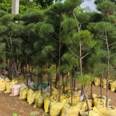A collection of Topiary pine trees, grown and shaped at my nursery.