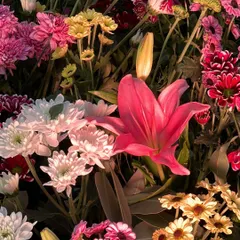 A sun-kissed shot of the vibrant flowers used for a "Phoolon Ki Holi." I source a mix of beautiful, colorful blooms like lilies and chrysanthemums to create a stunning visual impact.