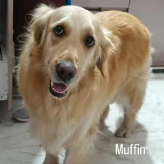 A happy smile from Muffin the Golden Retriever! It's a joy for us to have these big, happy fellas to cuddle and play with.