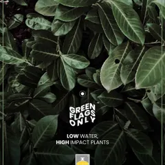 "Green Flags Only" is our motto for easy-care plants. This collection is for anyone who wants high-impact greenery without the high-maintenance commitment. Perfect for beginners and busy plant parents.