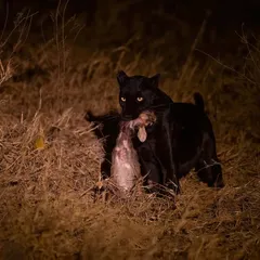 The huntress Giza, a black leopard from Laikipia, Africa, with her dik-dik kill. Witnessing her mastery at night is a reminder that the wild doesn’t whisper, it prowls.