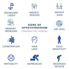 An underactive thyroid, or hypothyroidism, can cause a wide range of symptoms. These may include erratic periods, weight gain, hair loss, fatigue, and depression, all of which can be addressed with a holistic Ayurvedic approach.