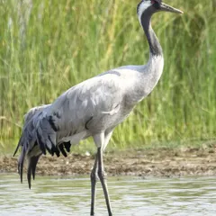 Another portrait of the graceful Eurasian Crane. On my expeditions to the Little Rann of Kutch, we witness thousands of these birds, and their loud, rolling calls are an unforgettable sound.