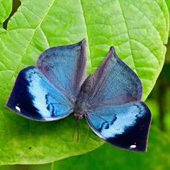 When the Blue Oakleaf butterfly opens its wings, it transforms from a perfect imitation of a dry leaf into a flamboyant beauty. This sudden flash of vivid blue in the Mumbai wilds is a moment of pure delirium, a testament to nature's love for disguise and revelation.