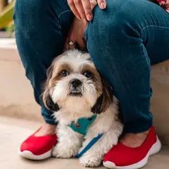 A cute Shih Tzu finds a cozy spot between its owner's feet during our Pawfect Brunch. We ensure our environment is comfortable and welcoming for pets of all sizes.