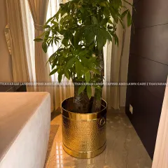We believe in the power of details. A tall Money Tree in a textured gold planter adds vertical interest and a touch of luxury next to a contemporary sofa.
