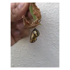 The metallic sheen and organic shape of this chrysalis are a masterclass in natural aesthetics. Observing details like this helps me develop unique color palettes and textures for brand identities.