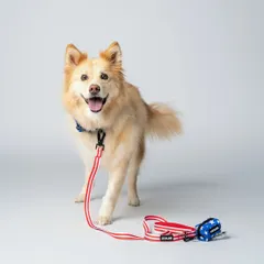 Here is a fantastic shot for my friend at Luxolandshop, showcasing a patriotic leash and harness set. My goal for this studio pet product photo was to capture the dog's happy expression while keeping the focus on the product's details, making it perfect for an online store.