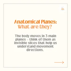 What are anatomical planes? This graphic introduces the three main planes of movement, which help us understand and break down complex exercises for smarter training.