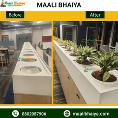 A simple before and after look at our office plant installation. We fill empty built in planters with beautiful, healthy plants to instantly improve the look and feel of the workspace.