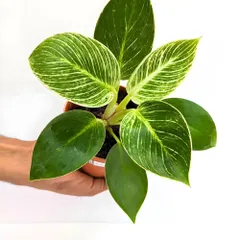 This is the Philodendron Birkin, a popular plant known for its beautiful white pinstripes on dark green leaves. Each new leaf unfurls with a unique variegation, making it a captivating addition to any collection.