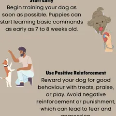 This graphic breaks down two of our core principles. We recommend starting training as early as 7 to 8 weeks old and exclusively use positive reinforcement with rewards like treats and praise, never punishment.