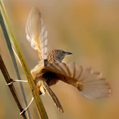 A Striated Babbler is captured with its wings spread wide in a moment of beautiful motion. The soft, warm light illuminates the intricate patterns on its wings and body as it navigates through reeds.